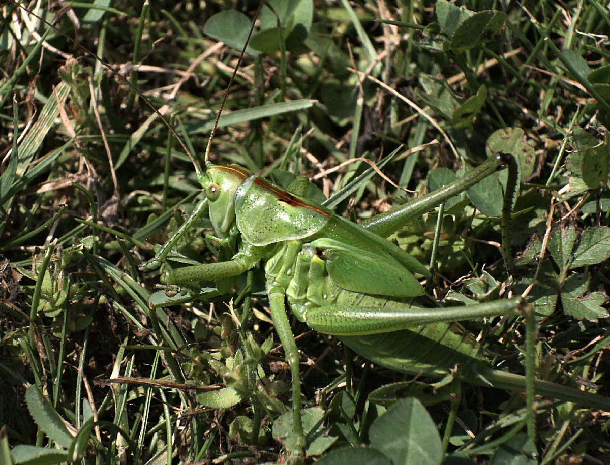 Tettigonia sp.